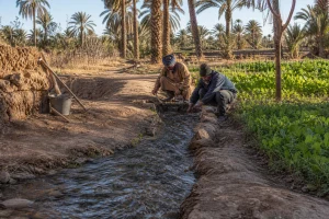 Deux artisans entretiennent un canal d’irrigation dans une oasis marocaine, illustration originale MOP
