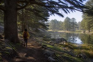 Sentier sous les cèdres de l’Atlas ouvert vers un lac près d’Ifrane et Azrou