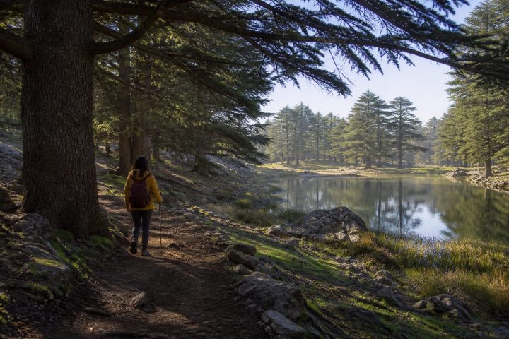 Explore Ifrane and Azrou’s cedar forests and lakes