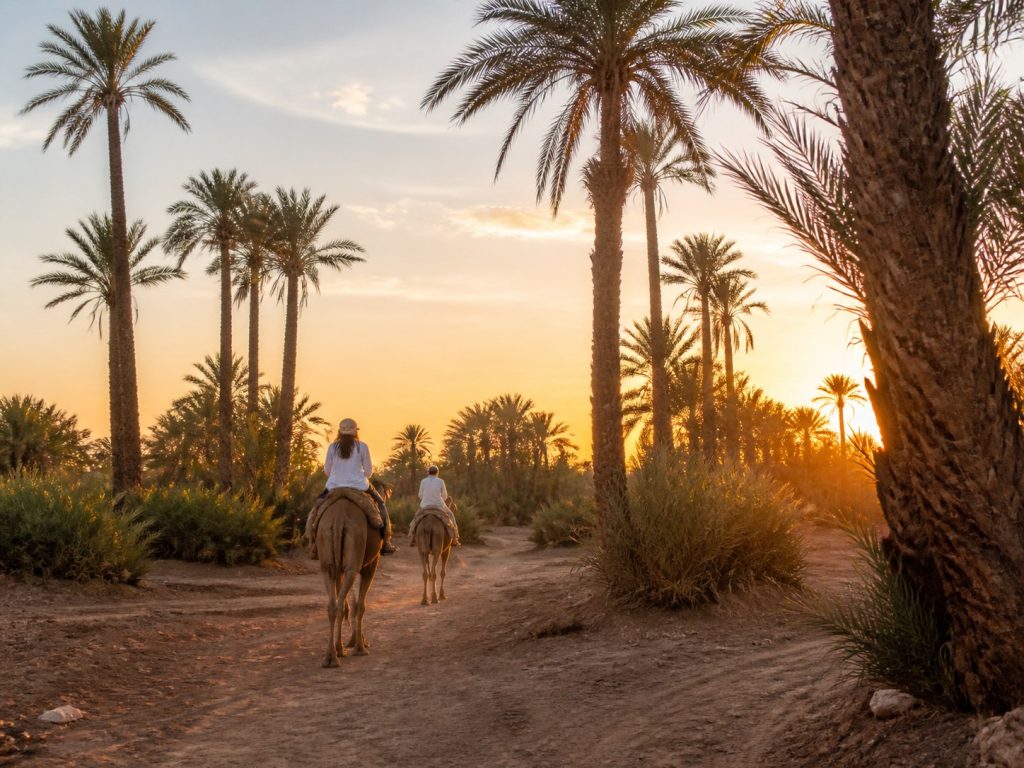 Découvrir la Palmeraie de Marrakech au coucher du soleil
