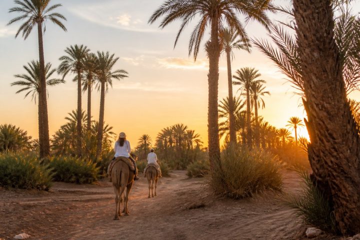 Découvrir la Palmeraie de Marrakech au coucher du soleil